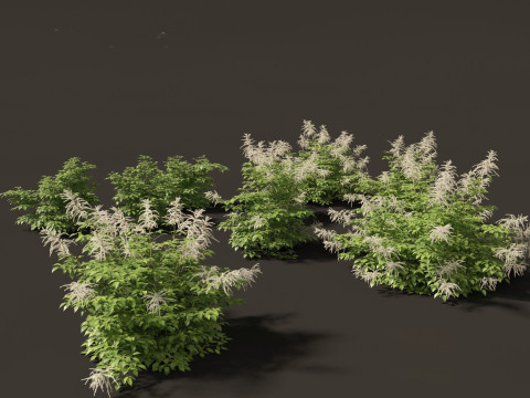 Aruncus dioicus - Goatsbeard 3D 模型