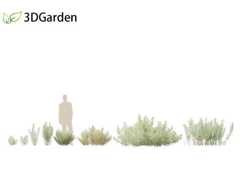 Artemisia abrotanum - southern wormwood 3D Model