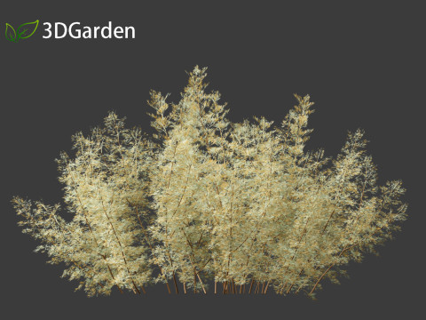 Artemisia abrotanum - southern wormwood Model 3D