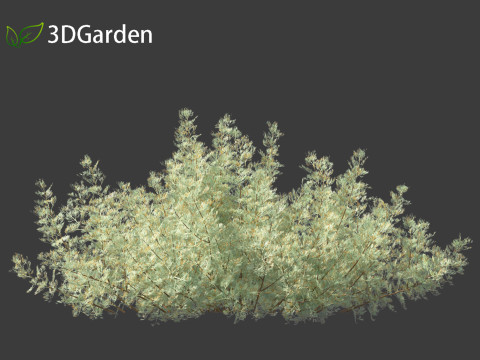 Artemisia abrotanum - southern wormwood Model 3D