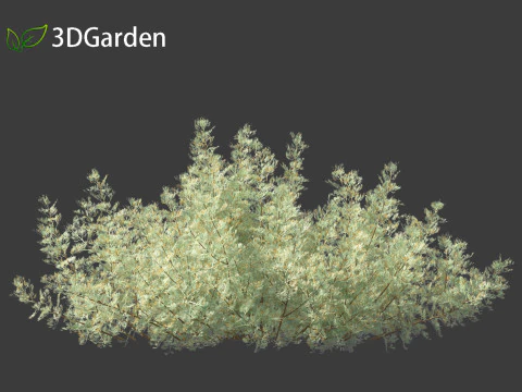Artemisia abrotanum - southern wormwood 3D Model