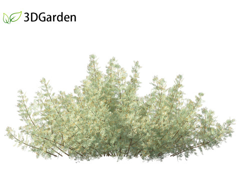 Artemisia abrotanum - southern wormwood Model 3D