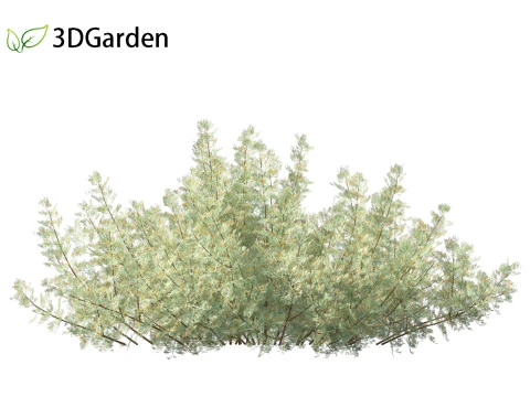 Artemisia abrotanum - southern wormwood 3D Model