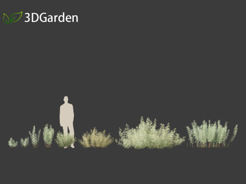 Artemisia abrotanum - southern wormwood Model 3D