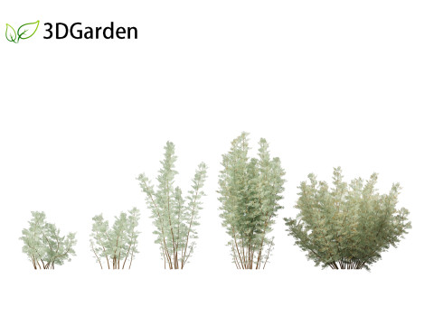 Artemisia abrotanum - southern wormwood Model 3D