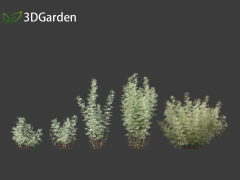 Artemisia abrotanum - southern wormwood 3D Model