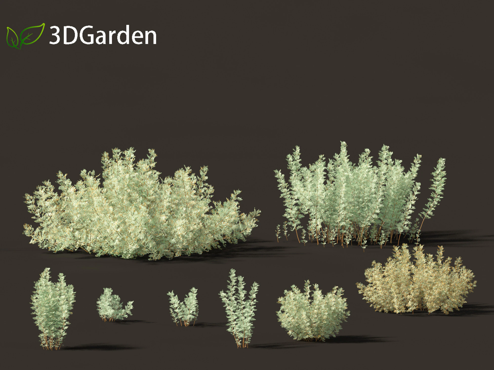 Artemisia abrotanum - southern wormwood 3D Model .c4d .max .obj .3ds .fbx .stl .blend