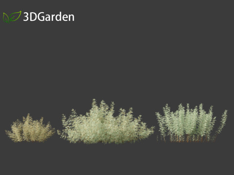 Artemisia abrotanum - southern wormwood Model 3D