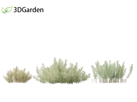 Artemisia abrotanum - southern wormwood Model 3D