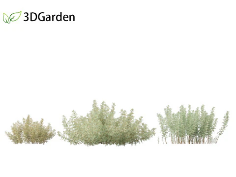 Artemisia abrotanum - southern wormwood 3D Model