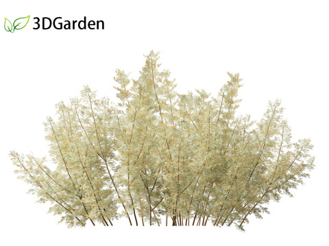 Artemisia abrotanum - southern wormwood Model 3D