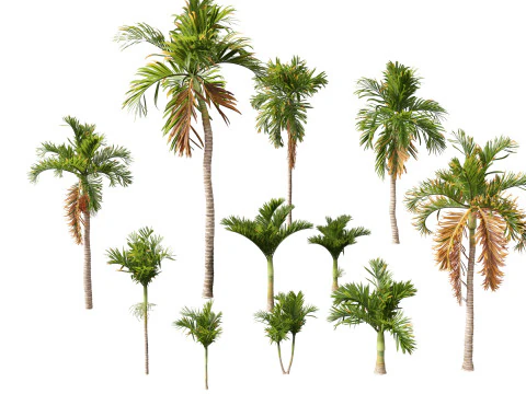 Areca catechu - Betel-nut Palm 3D Model