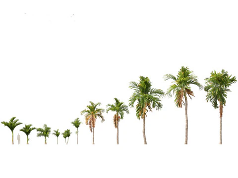 Areca catechu - Betel-nut Palm 3D Model