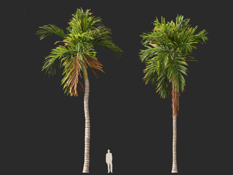 Areca catechu - Betel-nut Palm 3D 模型