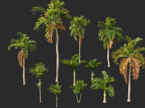 Areca catechu - Betel-nut Palm 3D 模型