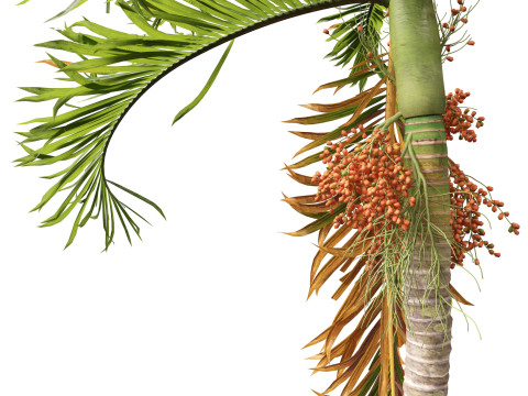 Areca catechu - Betel-nut Palm 3D 模型