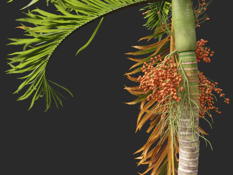 Areca catechu - Betel-nut Palm 3D Model