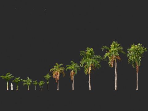 Areca catechu - Betel-nut Palm 3D 模型