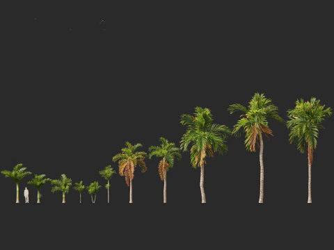 Areca catechu - Betel-nut Palm 3D Model