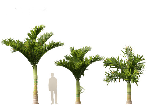 Areca catechu - Betel-nut Palm 3D 模型