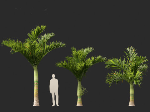 Areca catechu - Betel-nut Palm 3D 模型