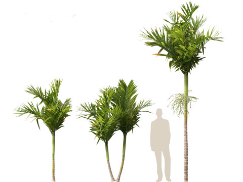 Areca catechu - Betel-nut Palm 3D 模型