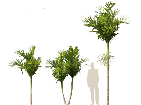 Areca catechu - Betel-nut Palm 3D Model