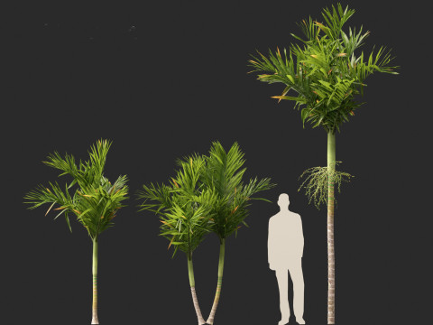Areca catechu - Betel-nut Palm 3D 模型