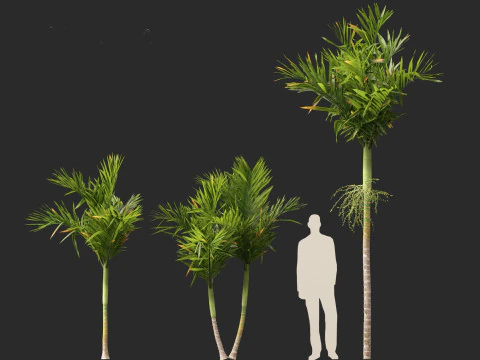 Areca catechu - Betel-nut Palm 3D Model