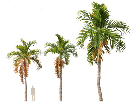 Areca catechu - Betel-nut Palm 3D 模型