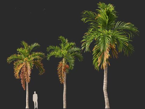 Areca catechu - Betel-nut Palm 3D Model