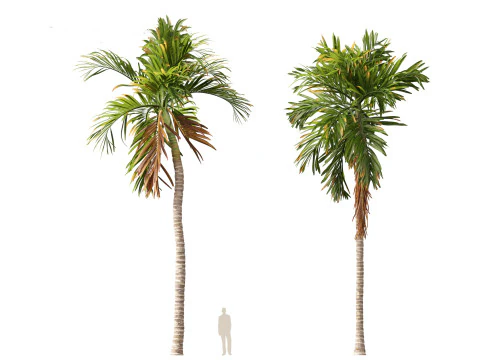 Areca catechu - Betel-nut Palm 3D Model