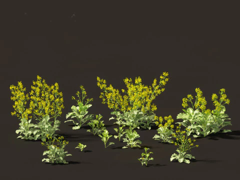 Brassica juncea - Mostarda Chinesa Modelo 3D