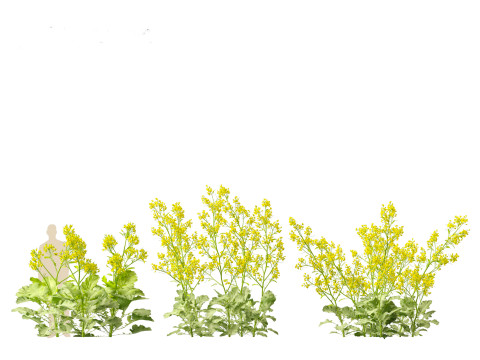 Brassica juncea - Chinese Mustard 3D मॉडल