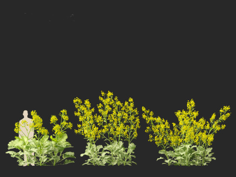 Brassica juncea - Chinese Mustard 3D मॉडल