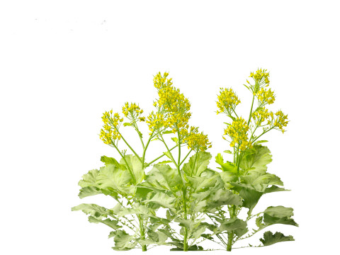 Brassica juncea - Chinese Mustard 3D मॉडल