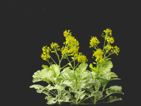 Brassica juncea - Chinese Mustard 3D मॉडल