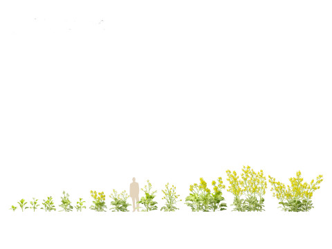 Brassica juncea - Chinese Mustard 3D मॉडल