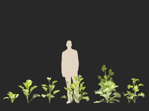 Brassica juncea - Chinese Mustard 3D मॉडल