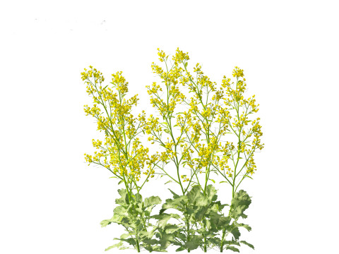 Brassica juncea - Chinese Mustard 3D मॉडल