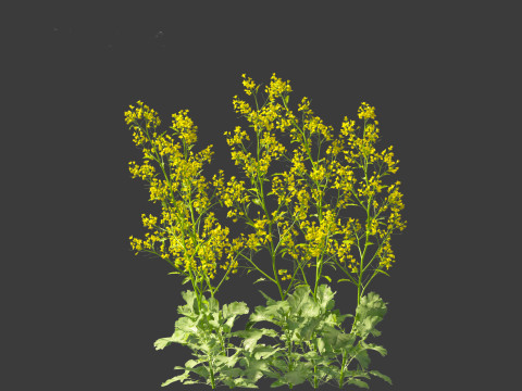 Brassica juncea - Chinese Mustard 3D मॉडल