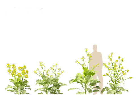Brassica juncea - Chinese Mustard 3D मॉडल