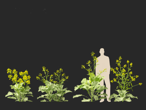 Brassica juncea - Chinese Mustard 3D मॉडल
