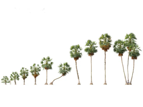 Borassus flabellifer - palmyra palm 3D Model