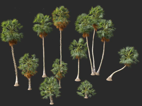 Borassus flabellifer - palmyra palm 3D Model
