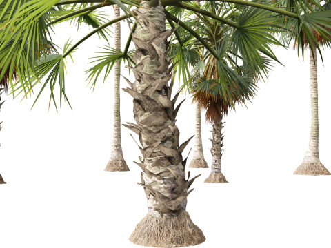 Borassus flabellifer - palmyra palm Model 3D