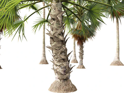 Borassus flabellifer - palmyra palm 3D Model