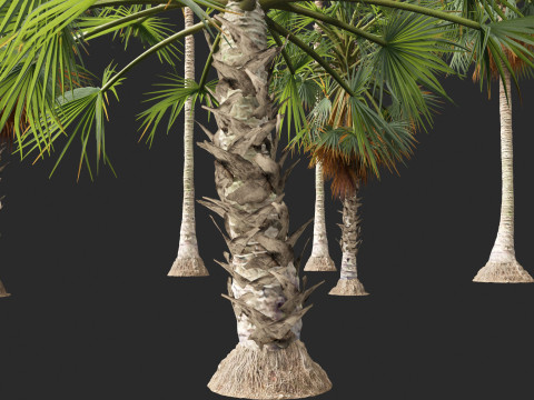 Borassus flabellifer - palmyra palm Model 3D