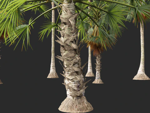 Borassus flabellifer - palmyra palm 3D Model