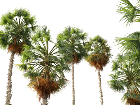 Borassus flabellifer - palmyra palm 3D Model